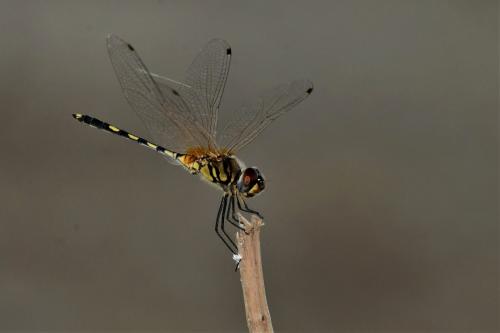 Trithemis pallidinervis